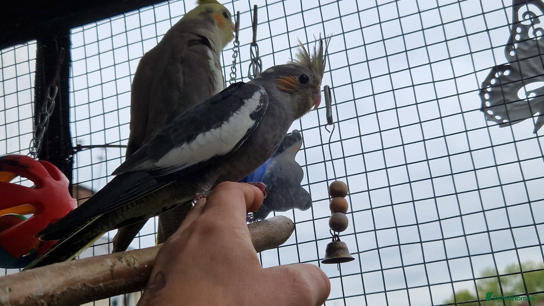 Cockatiels birds for sale: 1x 8 week old cockatiel £85  - Image 8