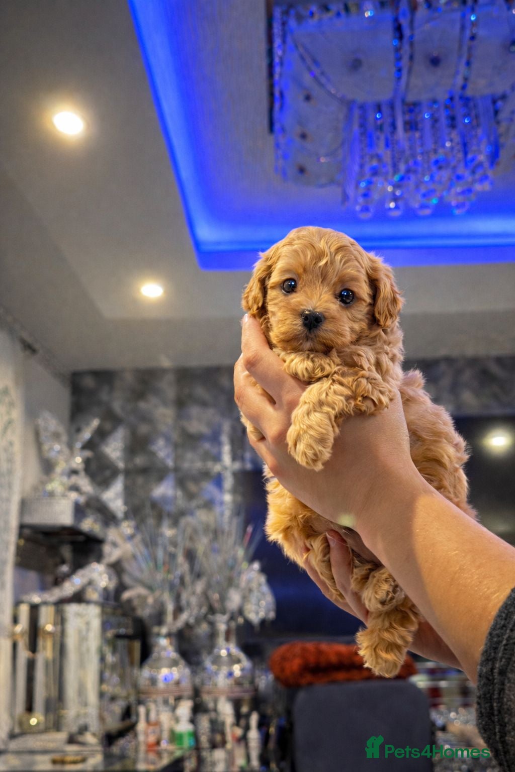 Maltipoo dogs Korean Maltipoo - Advert 3