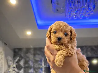 Maltipoo dogs Korean Maltipoo - Advert 3