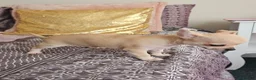 Chihuahua dogs for sale: Chihuahuas for SALE! - Advert 7