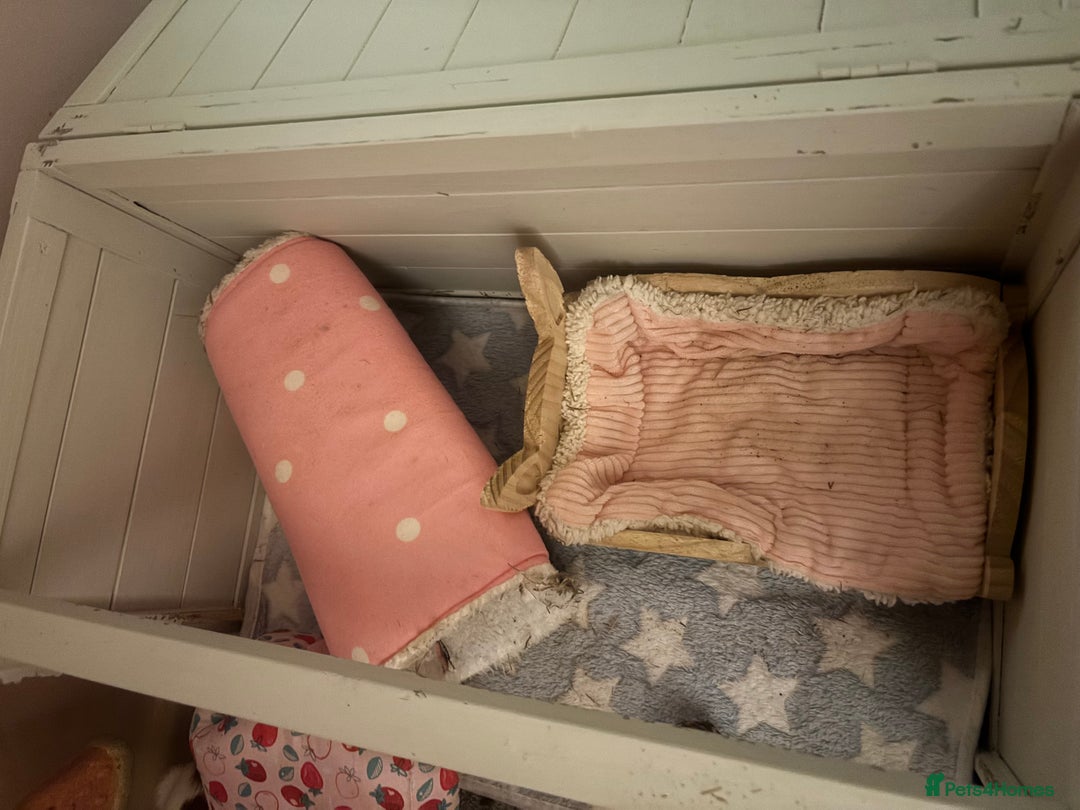 Guinea Pig rodents for sale: Two guinea pigs-with two cages and all accessories - Image 10