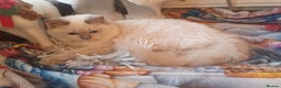 Ragdoll cats for sale: Mink & traditional Ragdolls - Advert 30