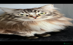 Ragdoll cats for sale: Rare Mink Ragdoll - Image 4