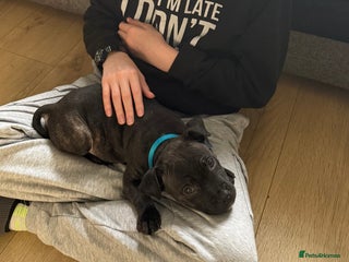 Staffordshire Bull Terrier dogs Male Staffy Pup for sale - Advert 1