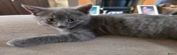 Mixed Breed cats for sale: 3 kittens for sale - Advert 5