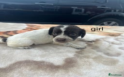 Cocker Spaniel dogs for sale: cocker spaniel puppies - Image 5