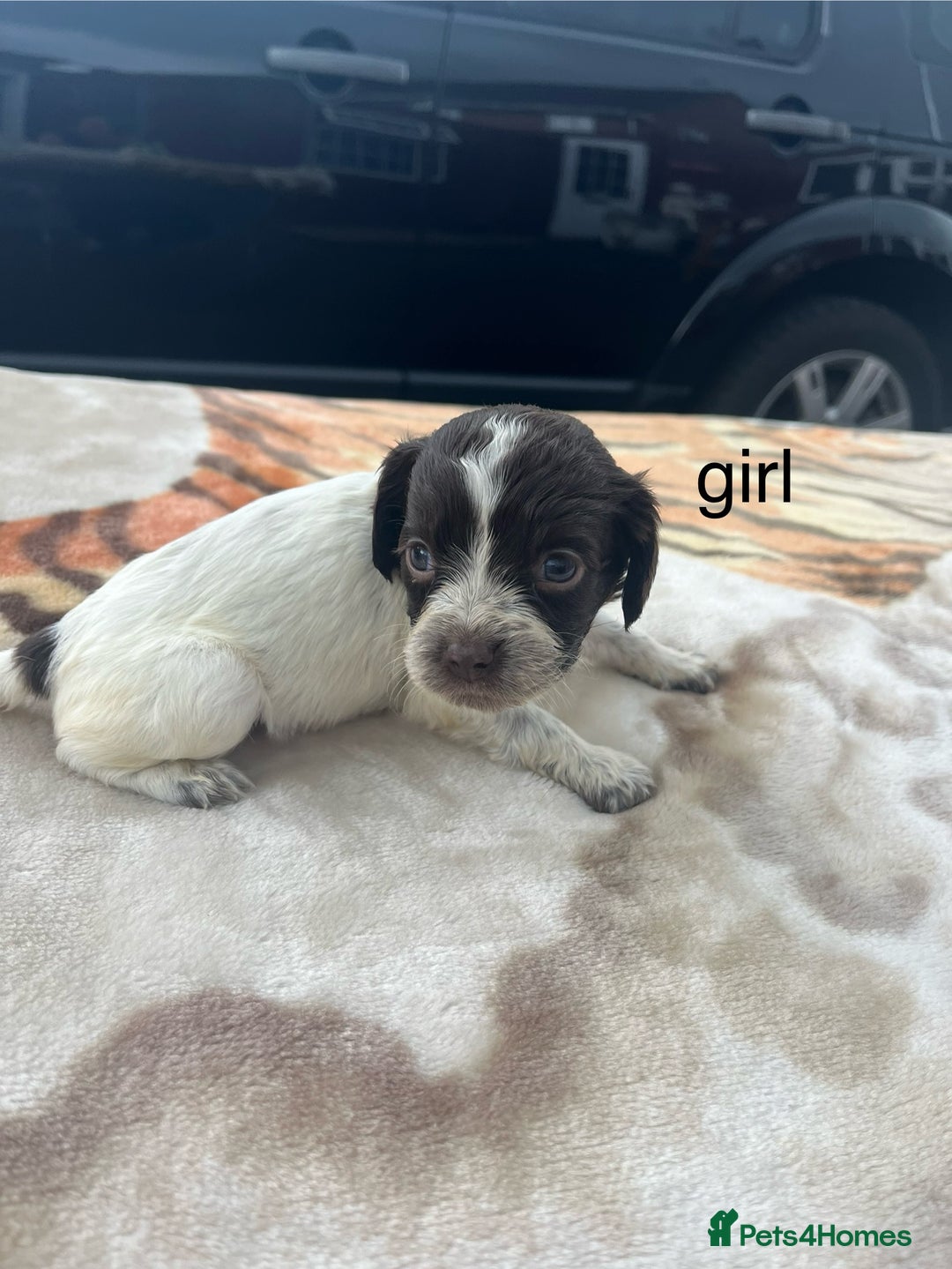 Cocker Spaniel dogs for sale: cocker spaniel puppies - Image 5