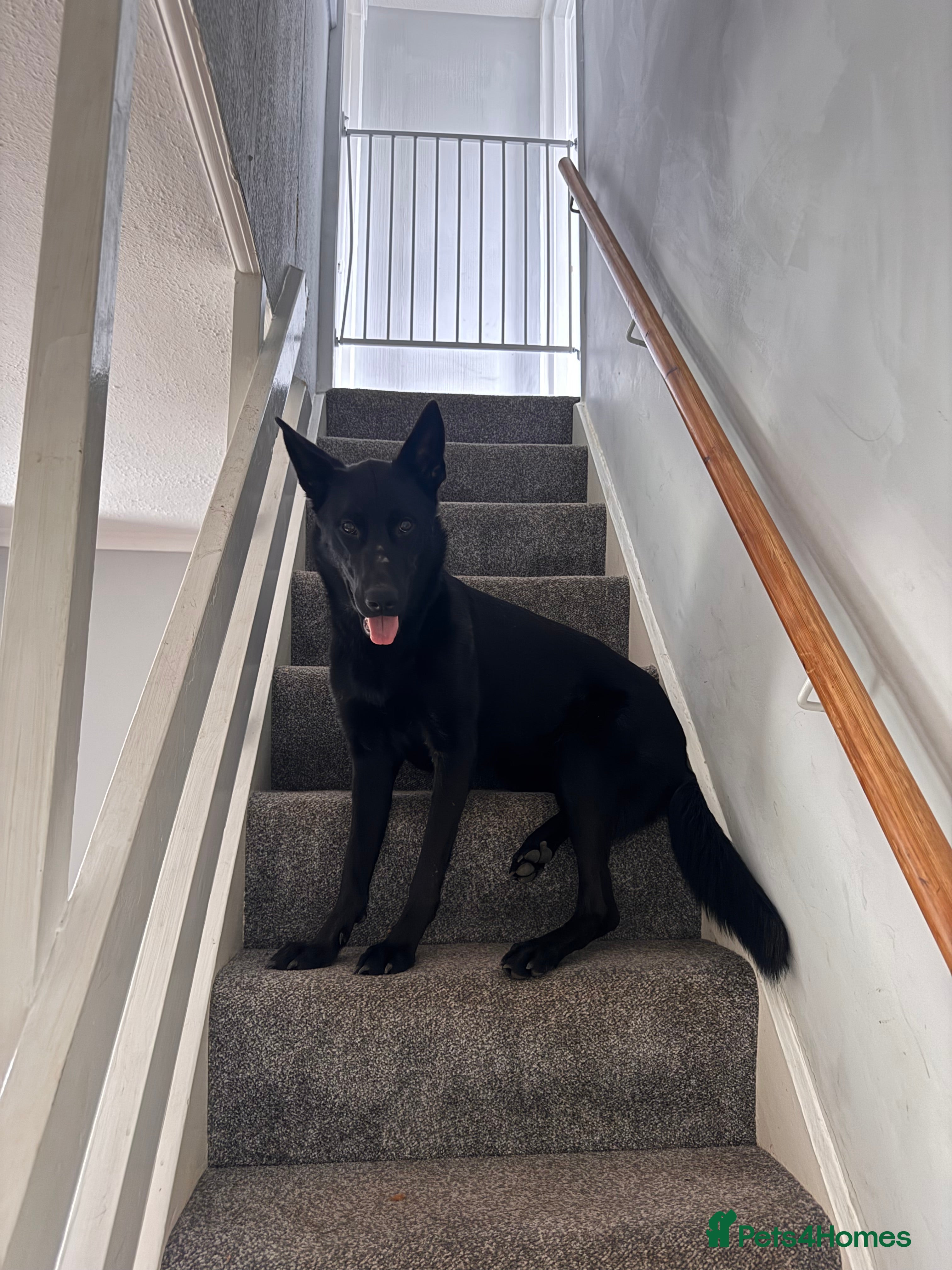 German Shepherd dogs Female Working line Short haired GSD - Advert 3