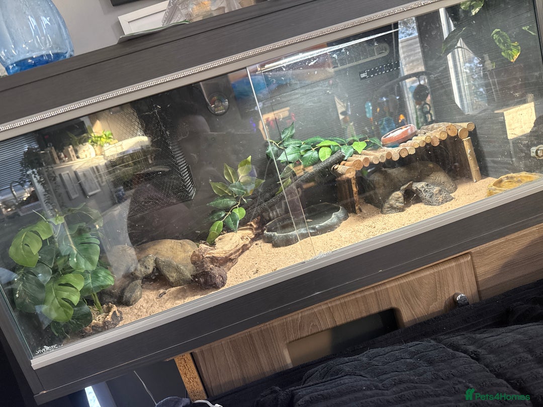 Leopard Gecko reptiles for sale: Leopard gecko  - Advert 2