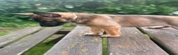 Belgian Shepherd Dog dogs for sale: !!1 LEFT!!Belgian malinios puppy - Advert 14