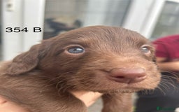 Labradoodle dogs for sale: 7 beautiful Labradoodle puppies available  - Image 26