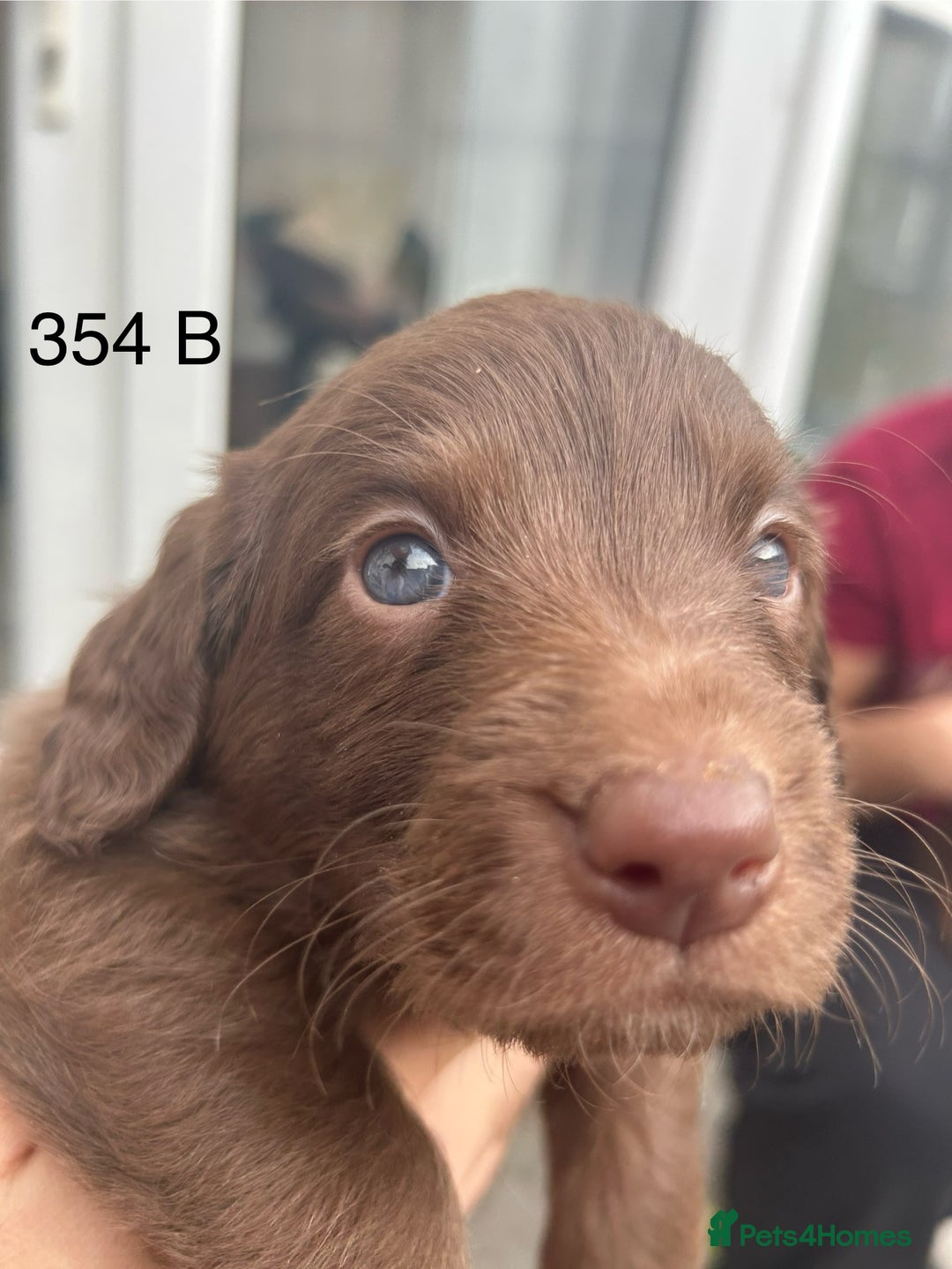 Labradoodle dogs for sale: 7 beautiful Labradoodle puppies available  - Image 26