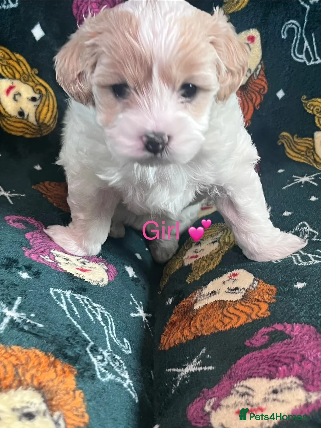 Mixed Breed dogs for sale: 6 gorgeous Cavapoochon puppies for sale 🐶💙✨💕 - Advert 2