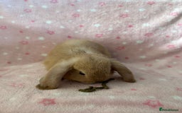 Mini Lop rabbits for sale: Pure Breed Mini Lop baby bunnies ready 1st Aug - Image 20