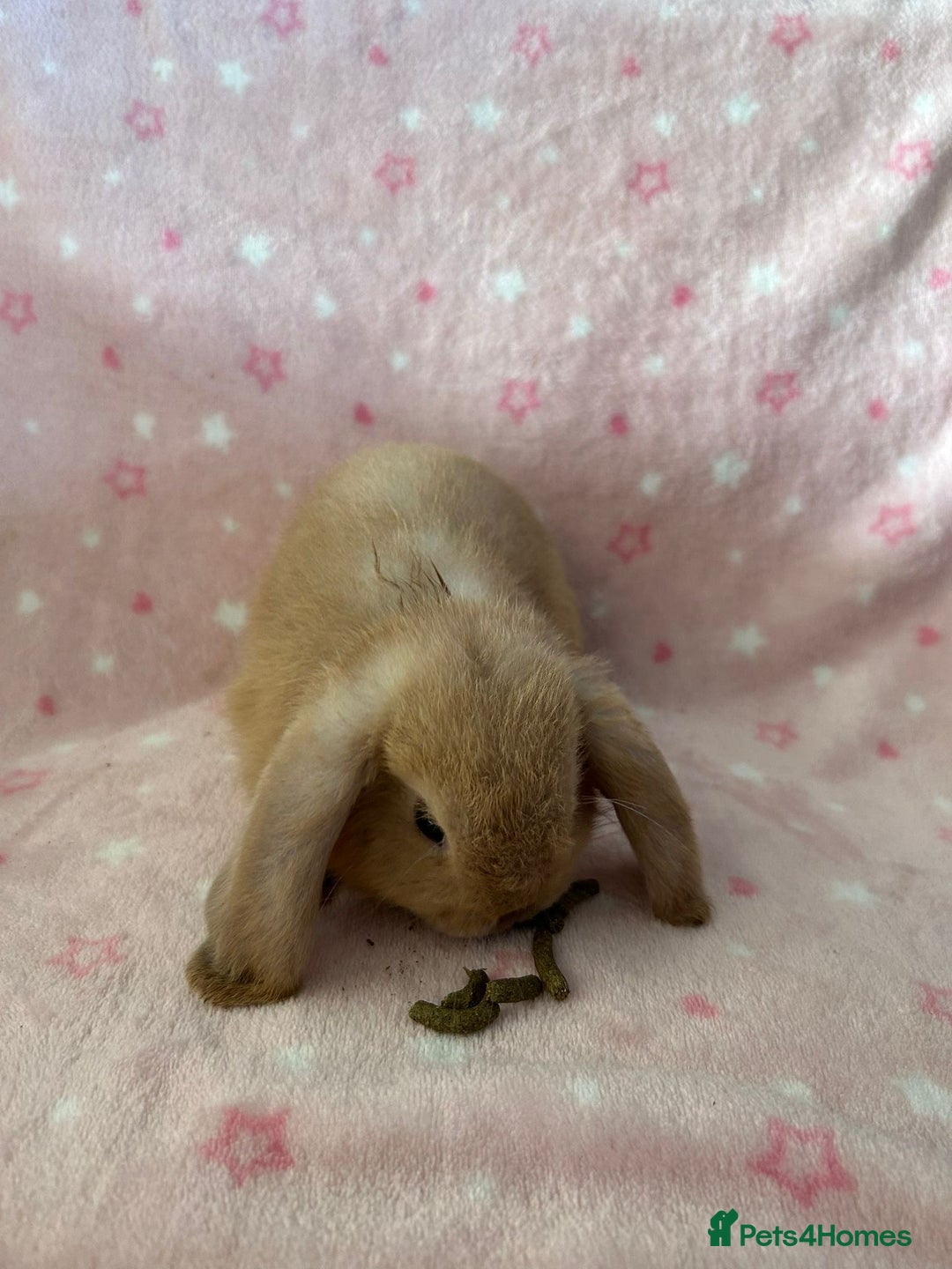 Mini Lop rabbits for sale: Pure Breed Mini Lop baby bunnies ready 1st Aug - Image 20