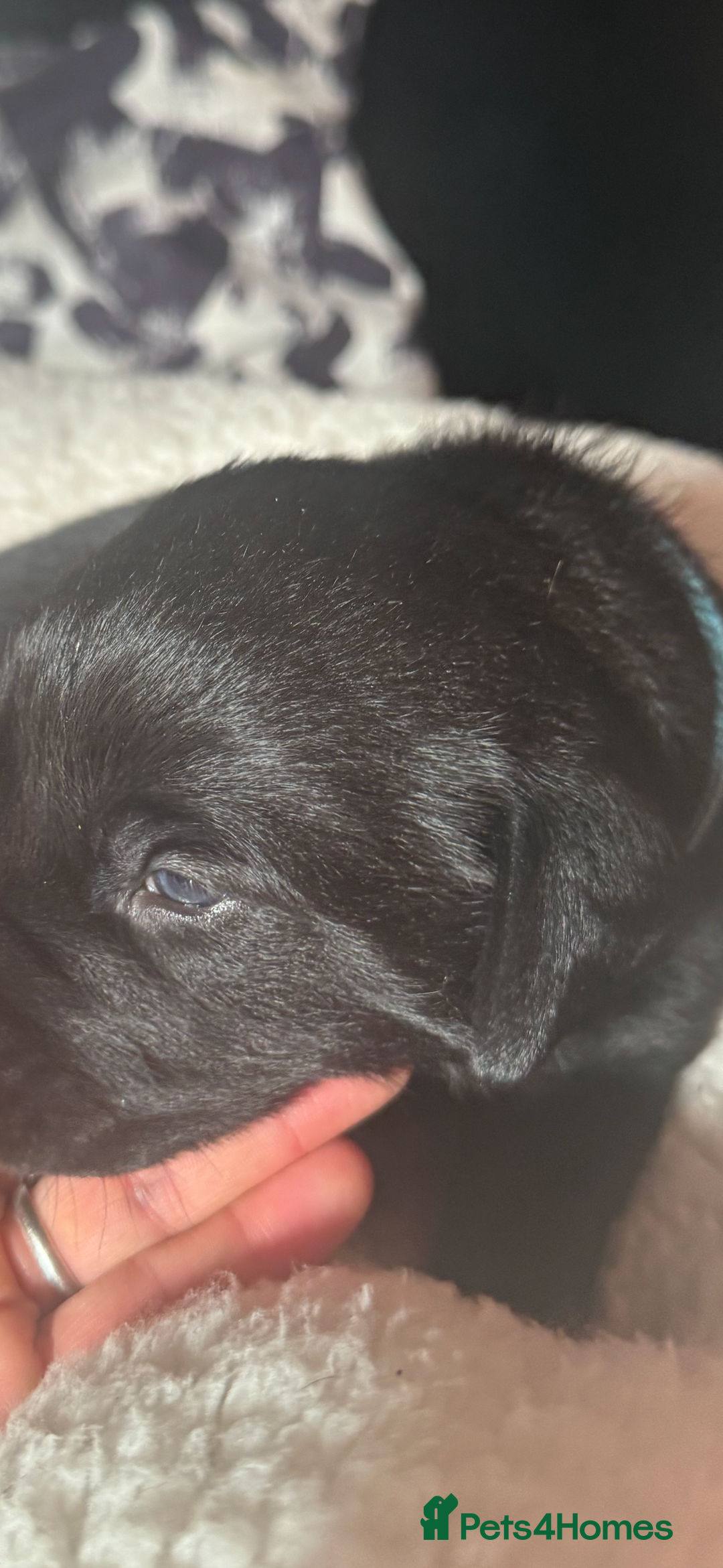 Labrador Retriever dogs for sale: EXCELLENT &UNIQUE LAB PUPPIES AV 12 NOV £1450 - Image 6