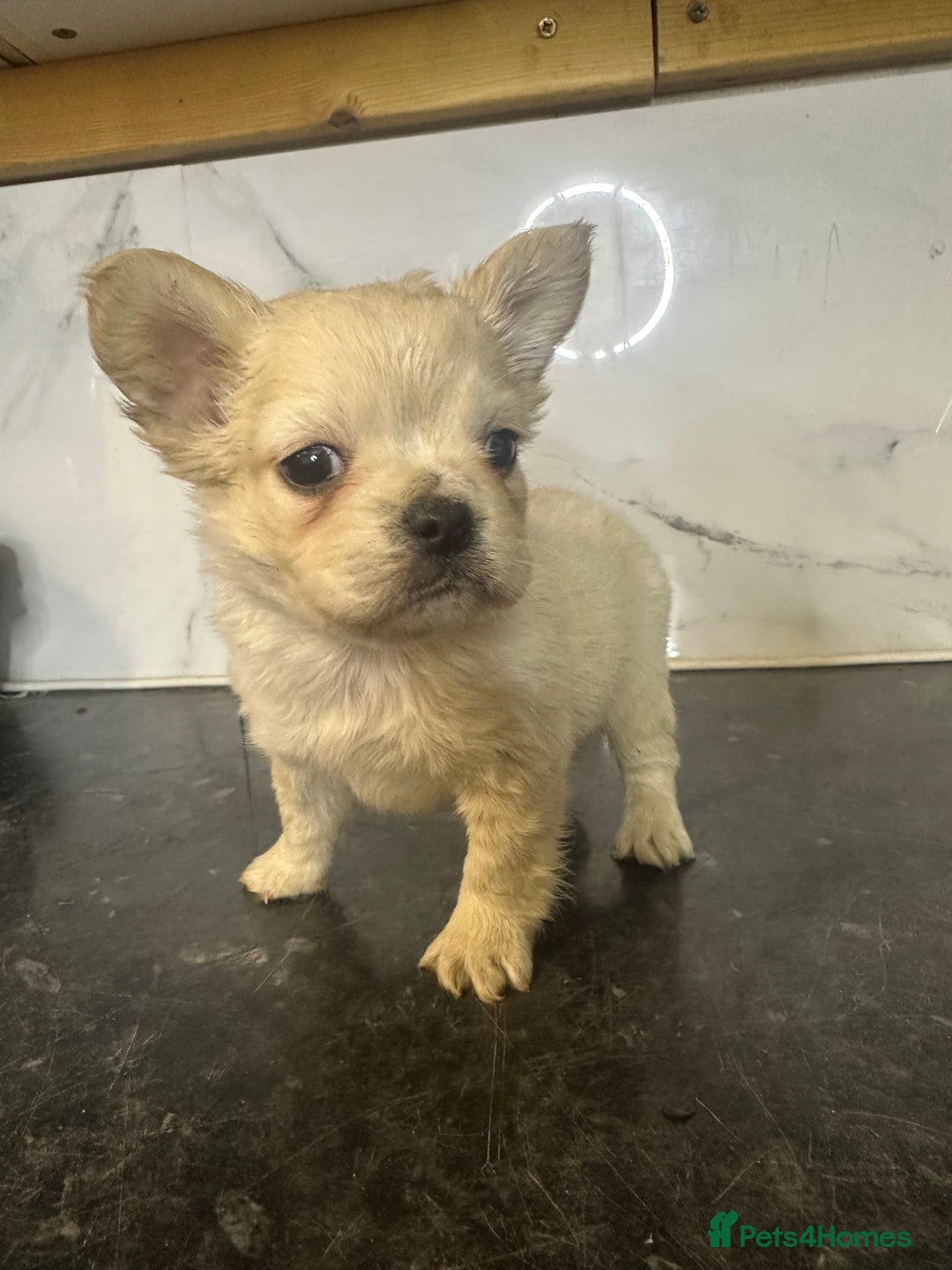 French Bulldog dogs for sale: French bulldog Pups - Advert 1