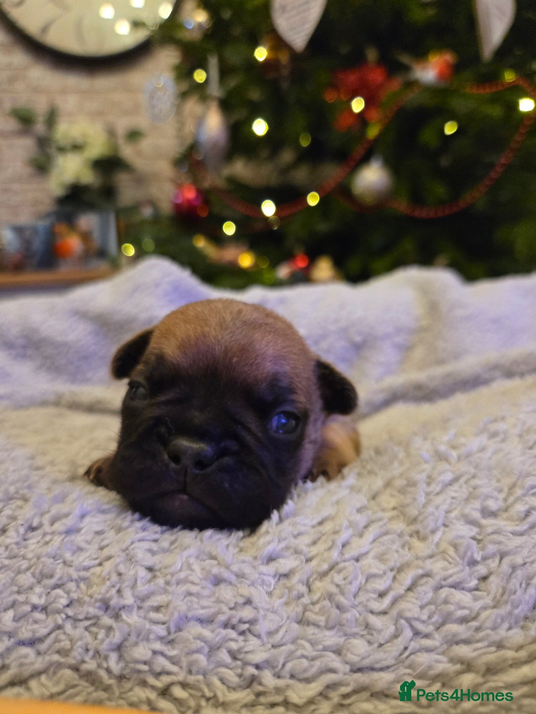 French Bulldog dogs for sale: French bulldog puppies.  - Advert 8