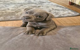 Staffordshire Bull Terrier dogs for sale: Blue Staffordshire Bull Terrier Puppies in Street - Image 13