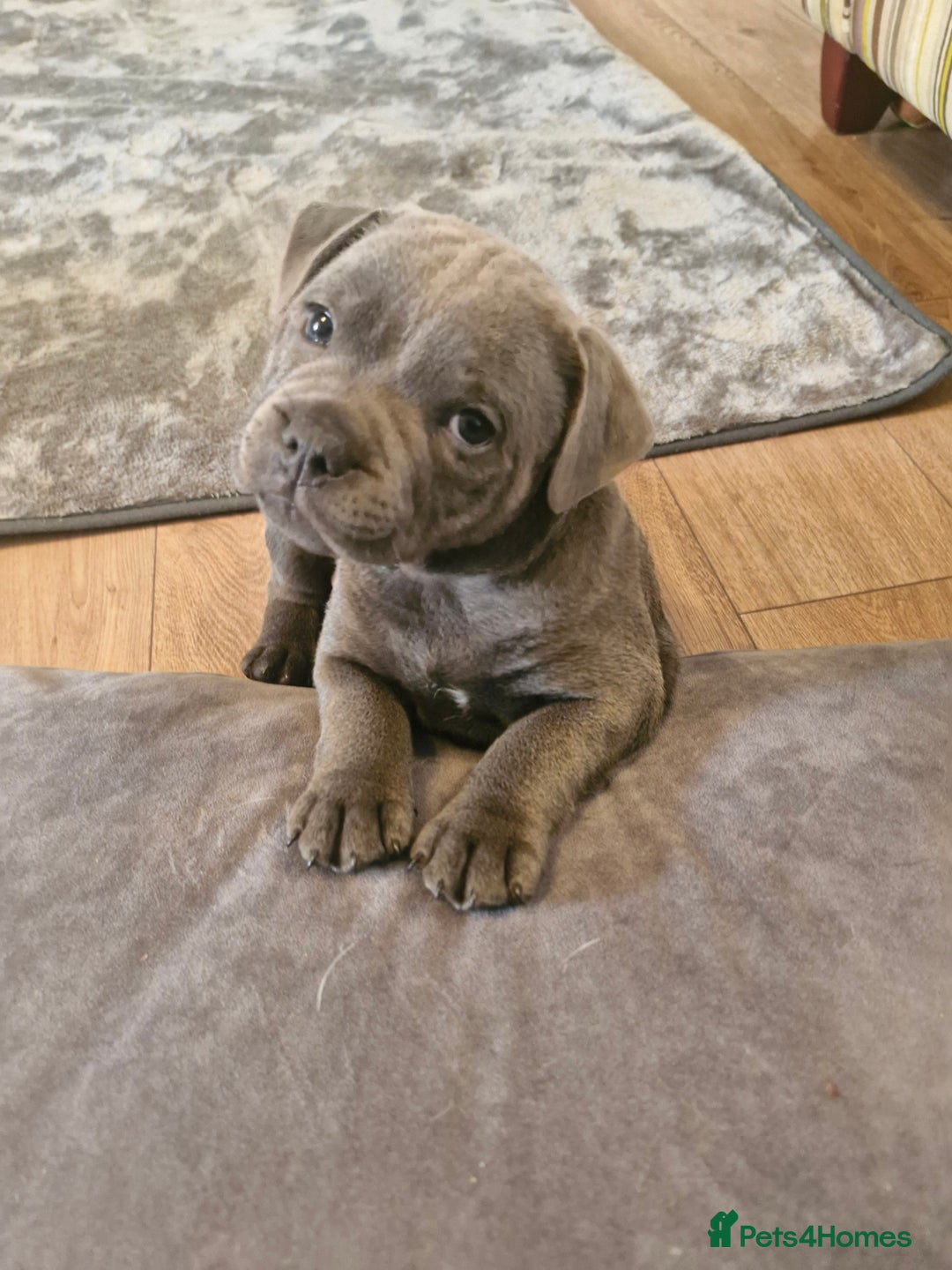 Staffordshire Bull Terrier dogs for sale: Blue Staffordshire Bull Terrier Puppies in Street - Image 13