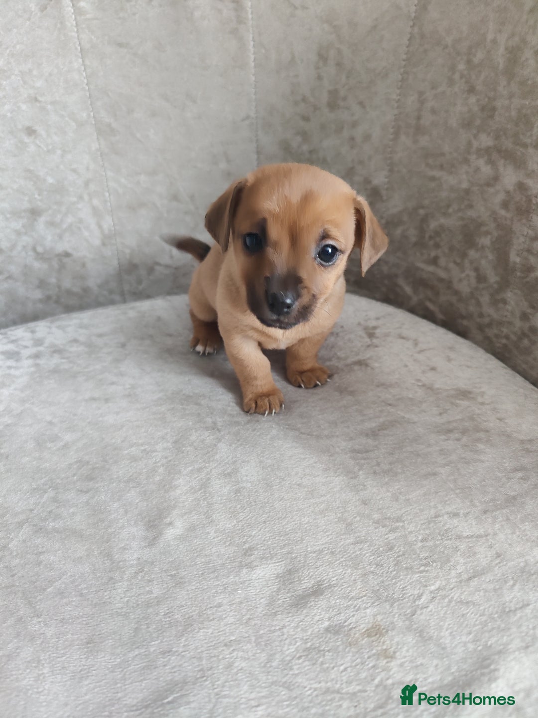 Mixed Breed dogs for sale: Four Little Ones:Sweet Female Puppies Seeking Home - Image 11
