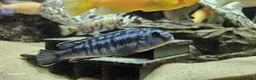 Other/Mixed Breed fish for sale: Assortment of fish  - Advert 31