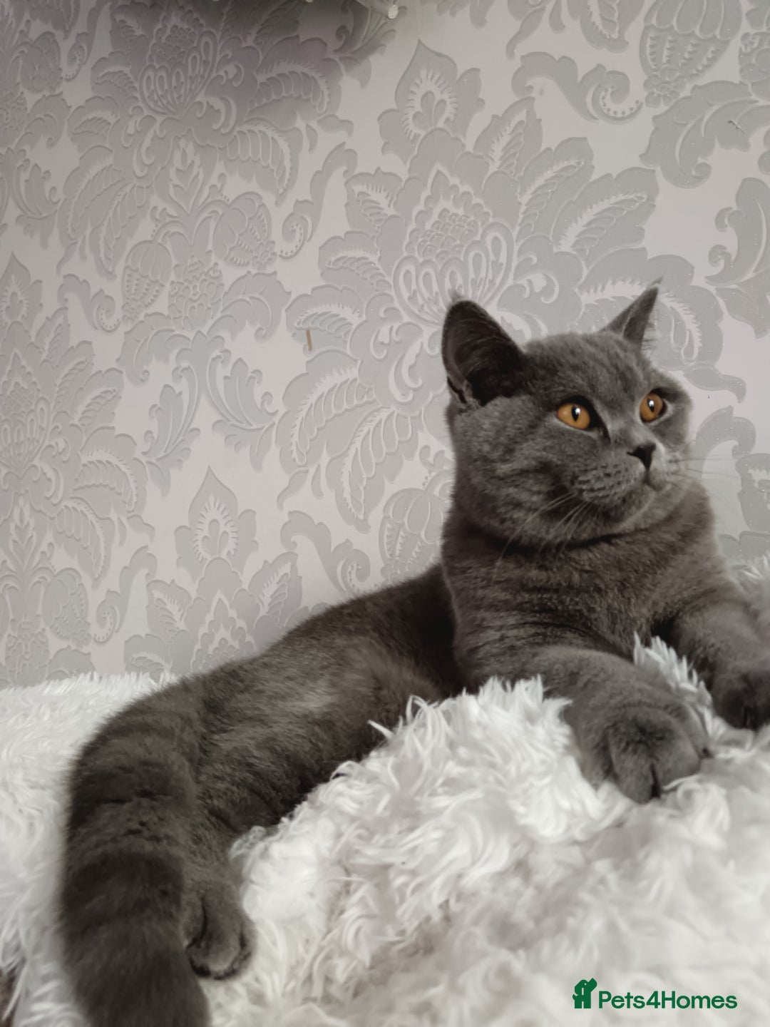 British Shorthair cats for sale: Gorgeous blue britishshorthair/persian - Advert 8