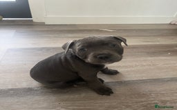 Staffordshire Bull Terrier dogs for sale: Stunning Blue Staffordshire Bull Puppies for sale - Image 23