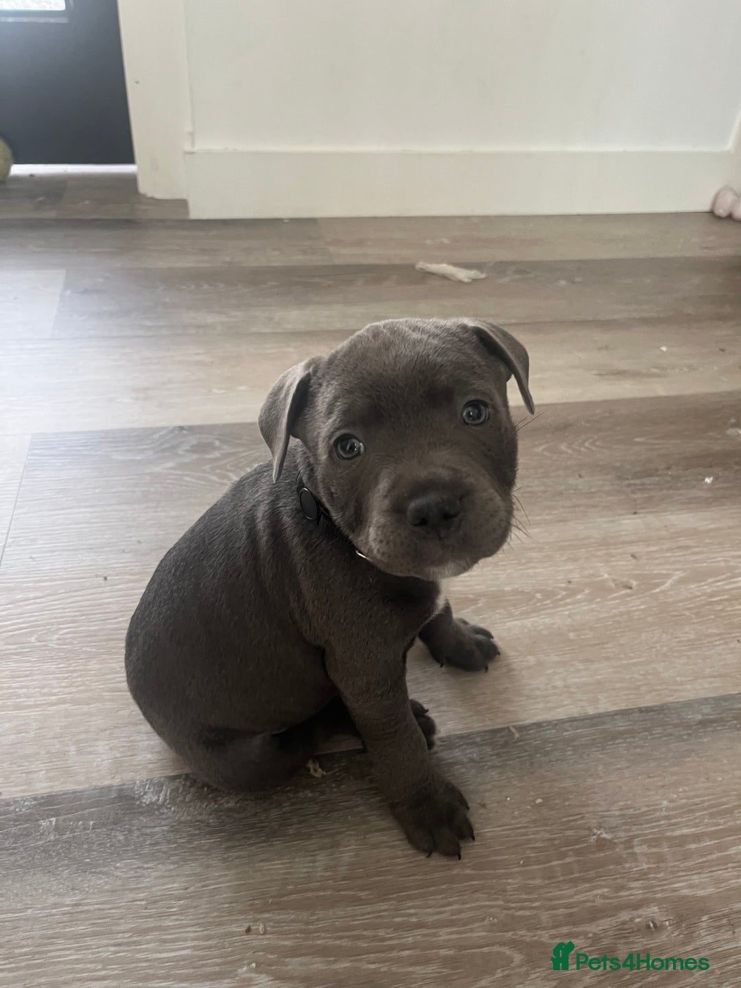 Staffordshire Bull Terrier dogs for sale: Stunning Blue Staffordshire Bull Puppies for sale - Image 23