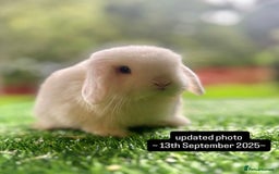 Mini Lop rabbits for sale: Mini Lops Available to Reserve 🐰 - Image 1