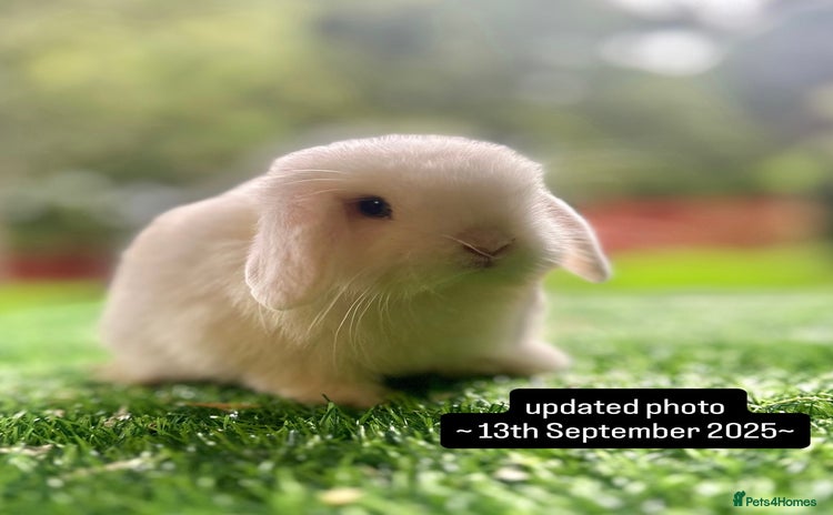 Mini Lop rabbits - Advert 3