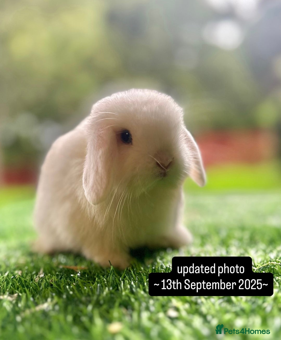 Mini Lop rabbits for sale: Mini Lops Available to Reserve 🐰 - Image 1