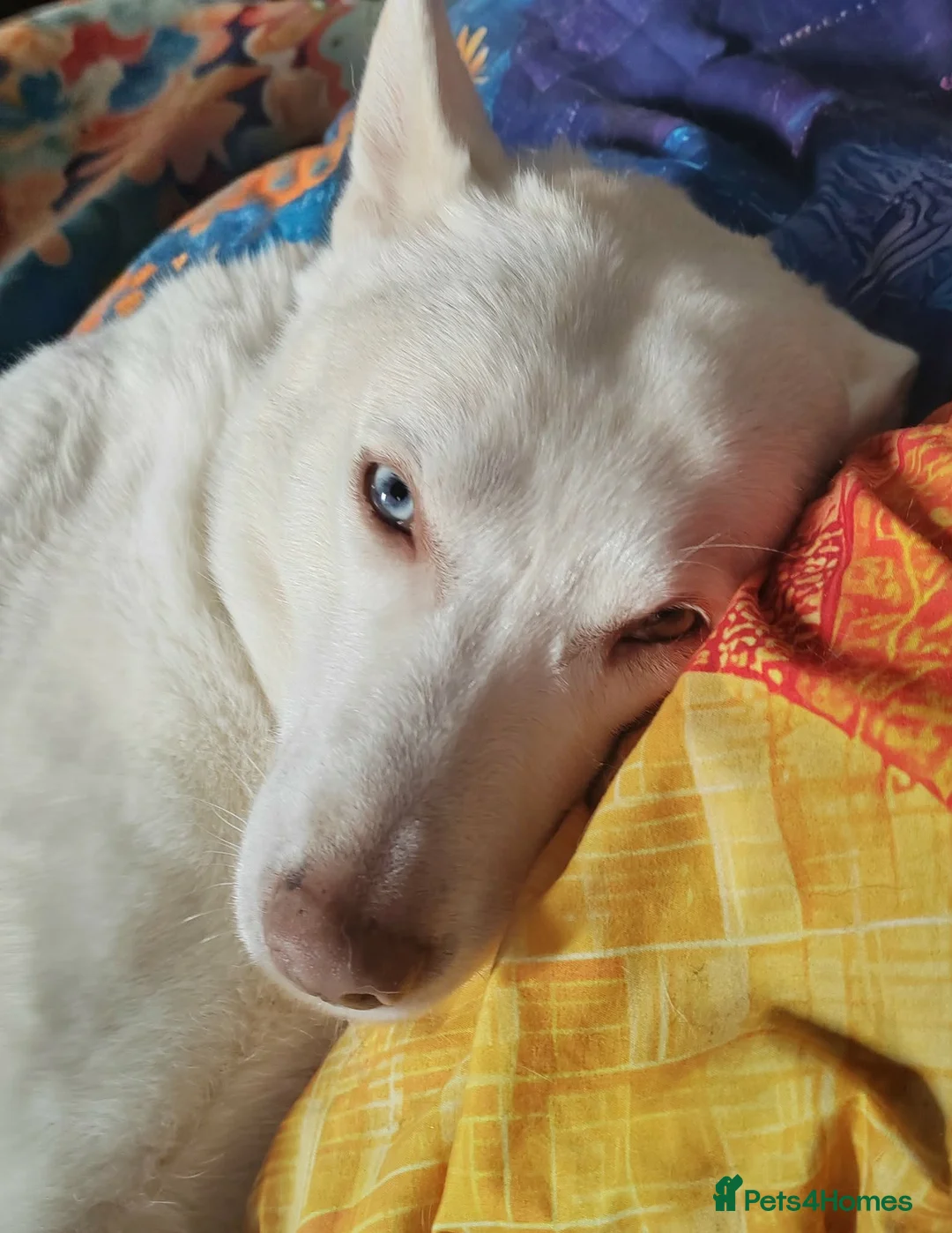 Mixed Breed dogs for sale: Marshall needs a new home - Advert 1