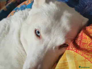 Mixed Breed dogs Marshall needs a new home - Advert 15