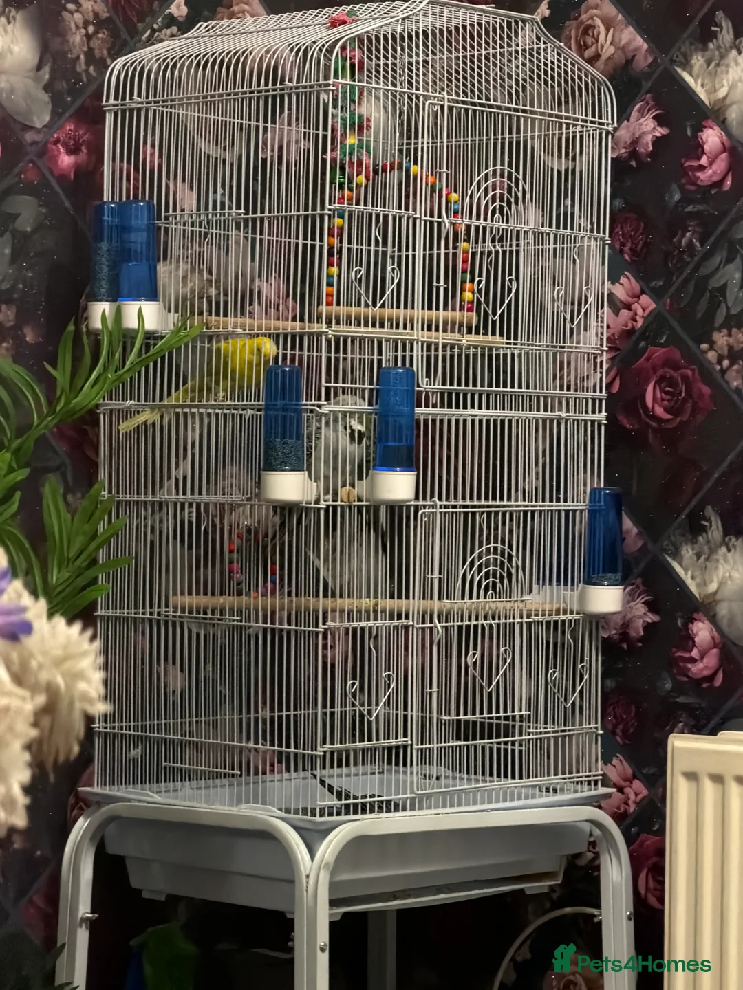 Budgerigars birds for sale: Budgies with cage toys and food also fish tank  - Advert 2