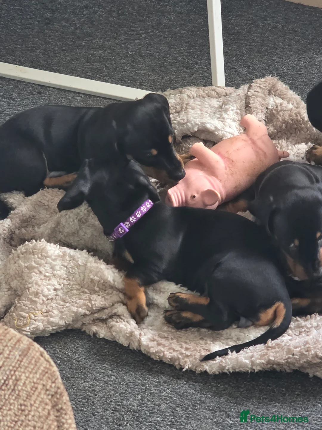 Dachshund dogs for sale: Outstanding Purebred Dachshunds: Health-Tested💎 - Advert 20