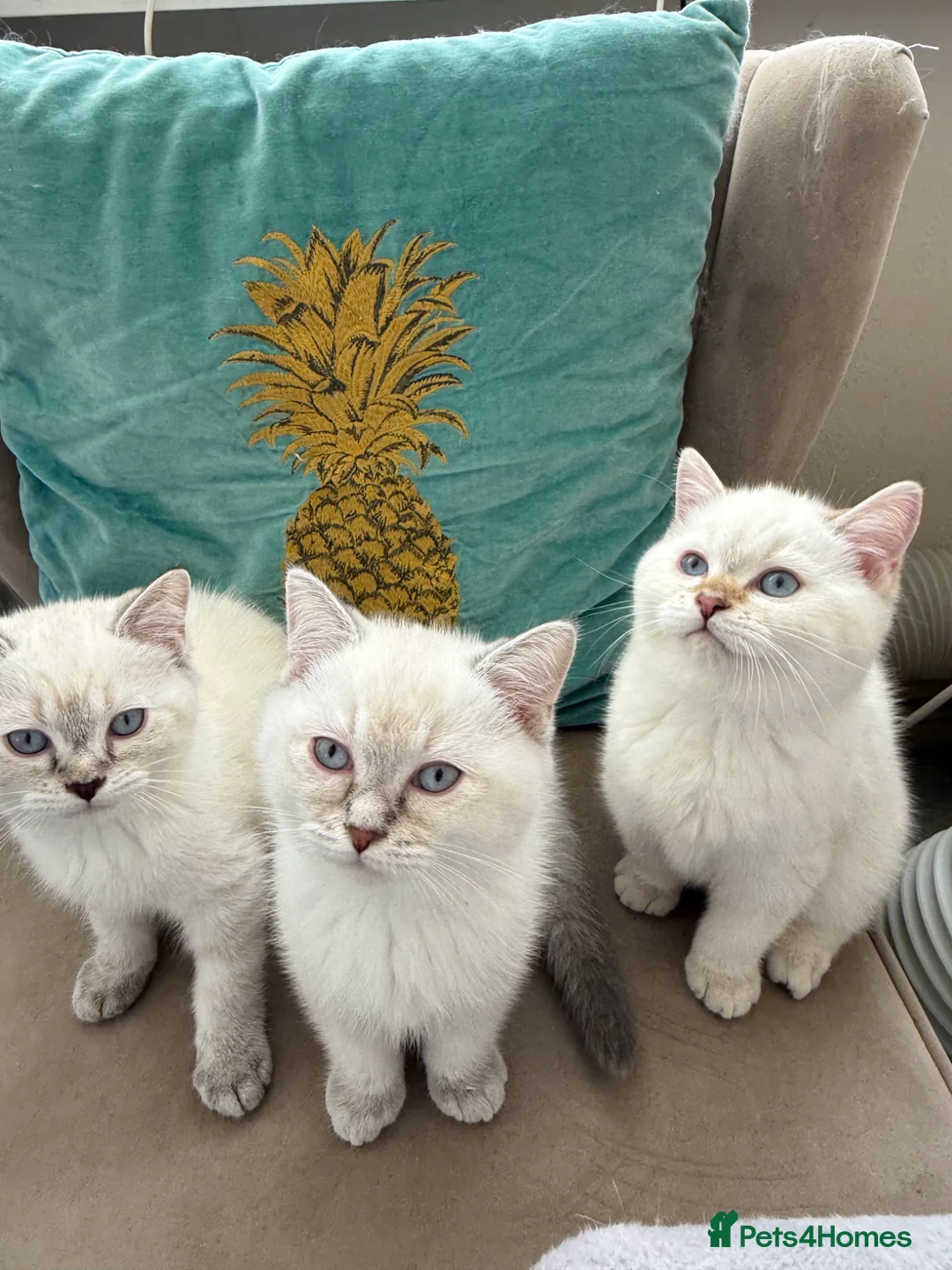 Ragdoll cats for sale: 5 British short hair kittens - Advert 1