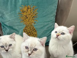 Ragdoll cats 5 British short hair kittens - Advert 1