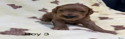 Cockapoo dogs for sale: F1 cockapoo puppies looking for 5⭐️ families  - Advert 10