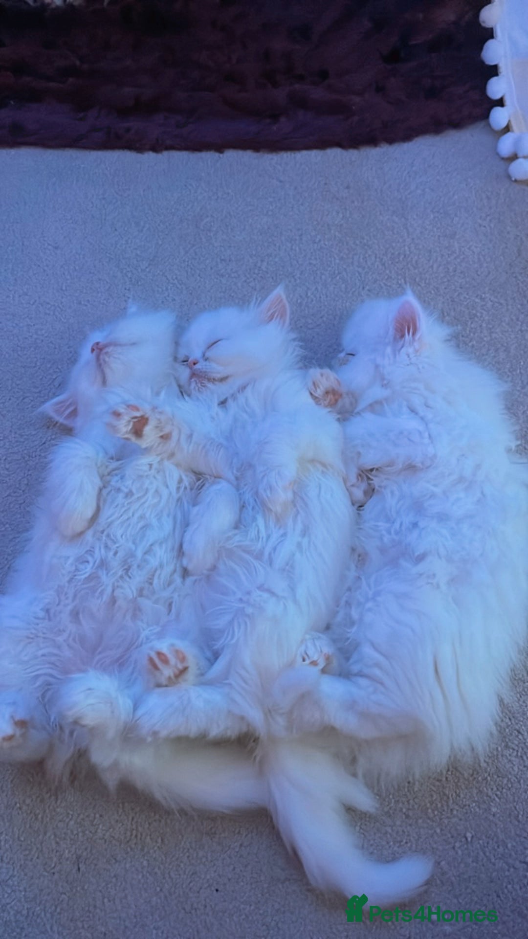 Persian cats for sale: ☆🕯️🏮 🍃Persian doll face kitten - ready now  - Advert 2