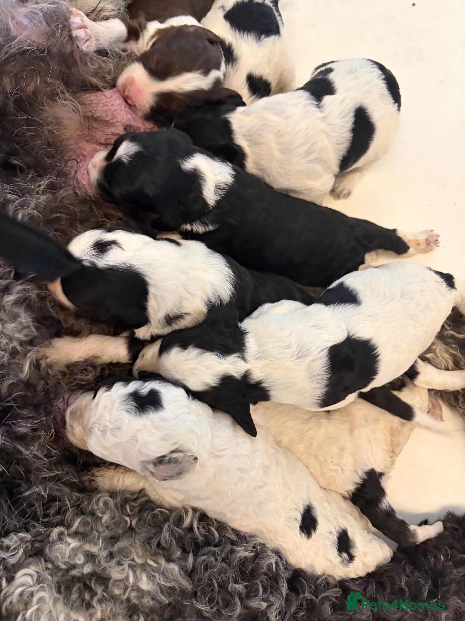 Sheepadoodle dogs Midi Size Sheepadoodle Medium  - Advert 2