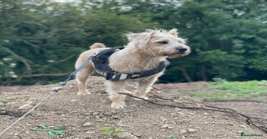 Mixed Breed dogs - Advert 3