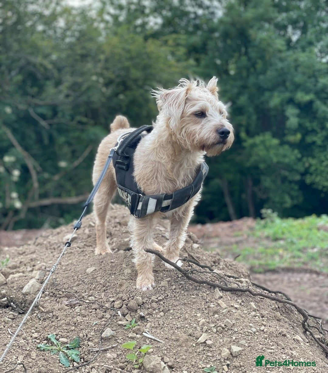 Mixed Breed dogs for sale: Playful mixed terrier looking for forever home.  - Image 3