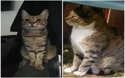 Bengal cats for sale: Two loving Bengal Mix Sisters - Image 1