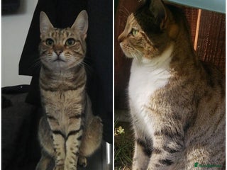 Domestic Shorthair cats for sale - Advert 1