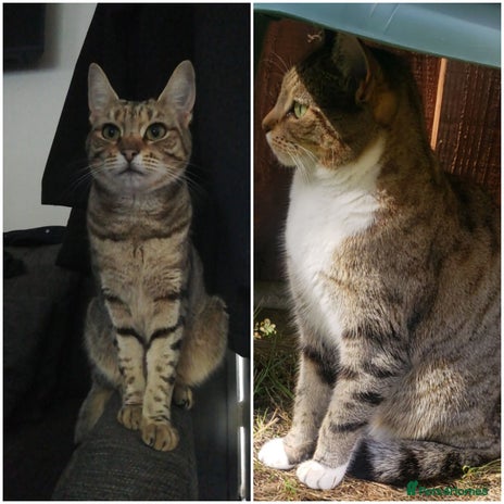 Domestic Shorthair cats - Advert 5