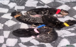 Bengal cats for sale: Half Bengal Kittens - Image 1