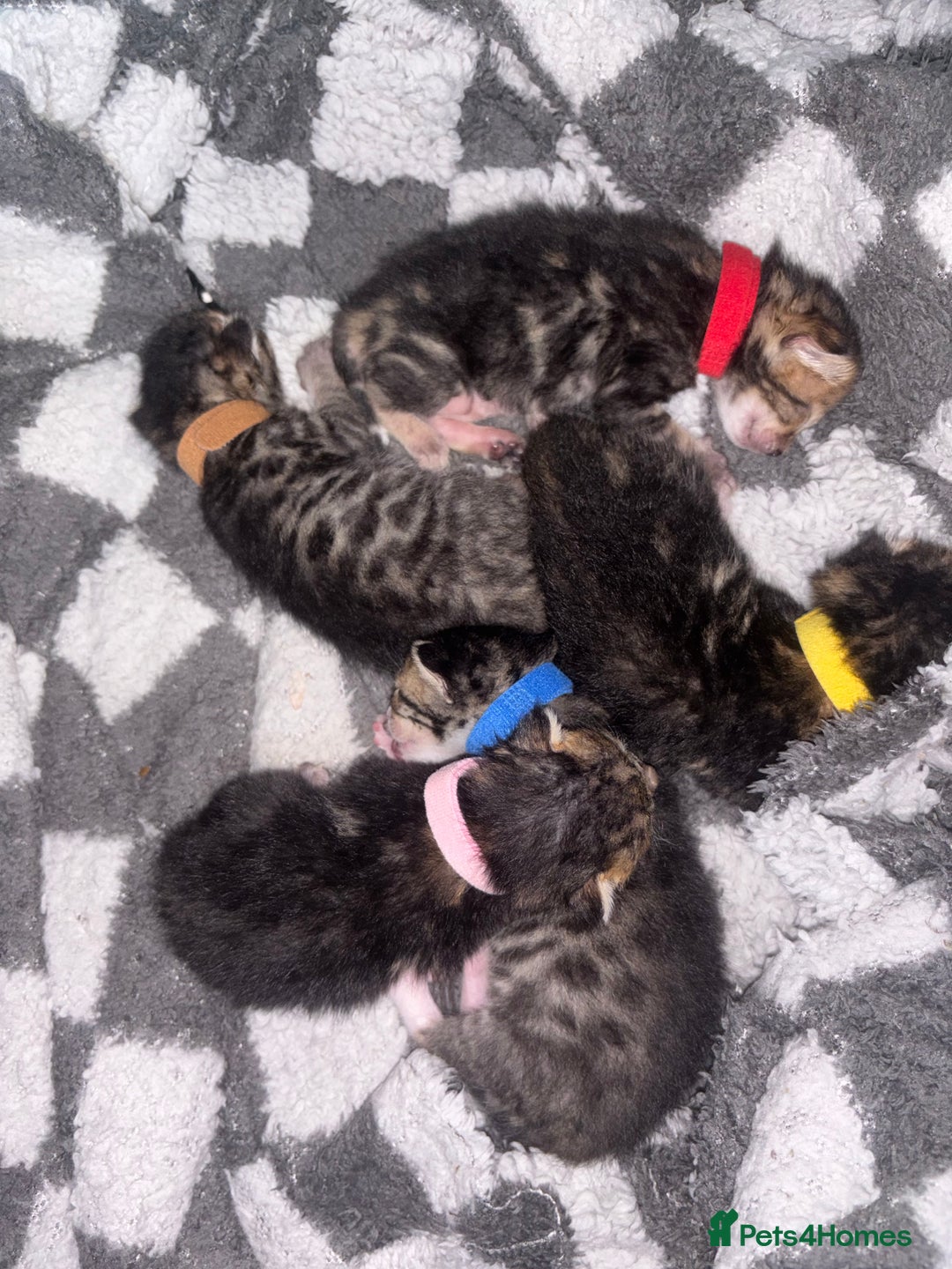 Bengal cats for sale: Half Bengal Kittens - Image 1