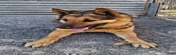 German Shepherd dogs for adoption: 🚨‼️URGENT‼️🚨 Bandit 💙🐾 - Advert 16