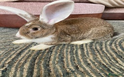 Continental Giant rabbits for sale: Continental giant rabbits  - Image 4